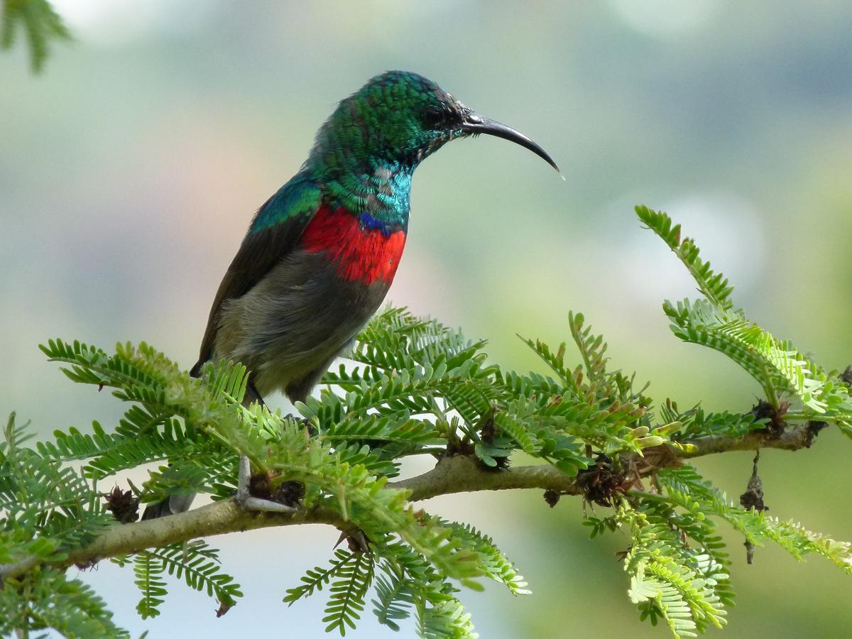 Fish Eagle Lodge Найсне Экстерьер фото